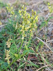 Astragalus