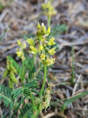 Astragalus
