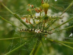 Depressaria chaerophylli