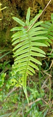 Polypodiodes amoena