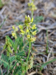 Astragalus