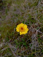 Tephroseris integrifolia atropurpurea
