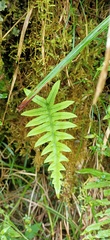 Polypodiodes amoena
