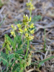 Astragalus