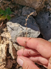 Galium verticillatum