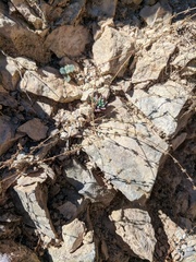 Galium verticillatum