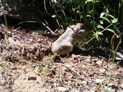 Thomomys monticola