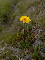 Tephroseris integrifolia atropurpurea