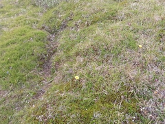 Tephroseris integrifolia atropurpurea