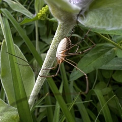 Rilaena triangularis