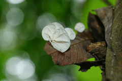 Campanella junghuhnii