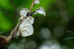 Campanella junghuhnii