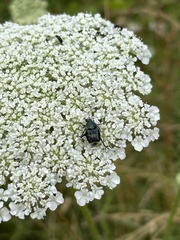 Trichiotinus viridans