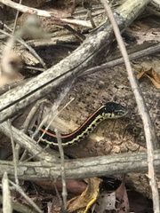 Thamnophis sirtalis sirtalis