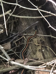 Thamnophis sirtalis sirtalis