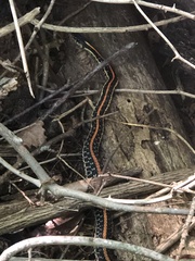 Thamnophis sirtalis sirtalis