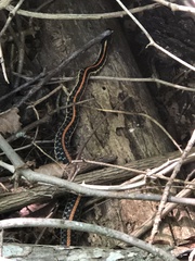 Thamnophis sirtalis sirtalis