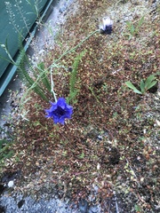 Aconitum delphiniifolium