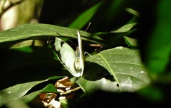 Ganyra phaloe