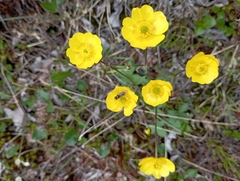 Ranunculus propinquus glabriusculus