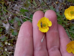 Ranunculus propinquus glabriusculus