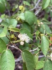 Croton glabellus polytrichus