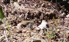 Thomomys monticola