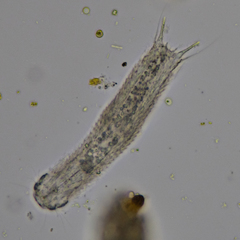 Chaetonotus dracunculus