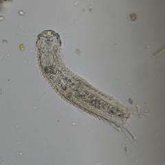 Chaetonotus dracunculus