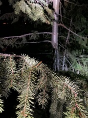 Pseudotsuga menziesii glauca