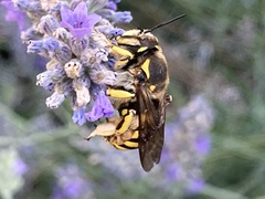 Anthidium florentinum