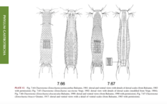 Chaetonotus dracunculus