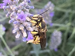 Anthidium florentinum