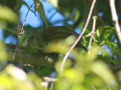 Vireo latimeri