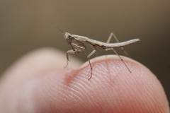 Litaneutria chaparrali