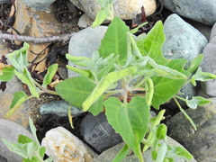 Hayhurstia atriplicis