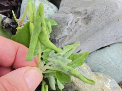 Hayhurstia atriplicis