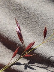 Festuca violacea