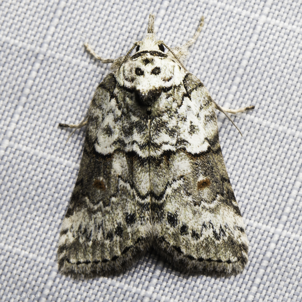 Nycteola columbiana