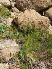 Festuca violacea