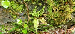 Asplenium tenuicaule