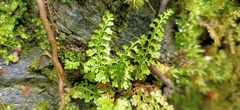 Asplenium tenuicaule
