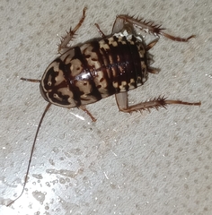 Neostylopyga rhombifolia