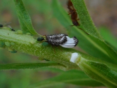 Orthezia urticae