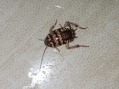 Neostylopyga rhombifolia