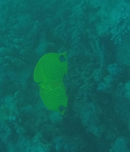 Masked Butterflyfish — seen at this dive site