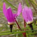 Primula hendersonii - Photo (c) Tom Hilton, μερικά δικαιώματα διατηρούνται (CC BY)
