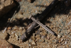 Litaneutria chaparrali