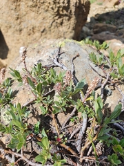 Salix breviserrata