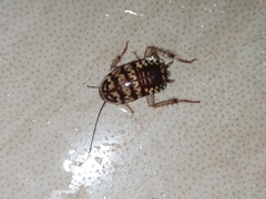 Neostylopyga rhombifolia